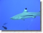 R0010577 * 2048 x 1536 * (1.33MB)