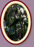 IMG_9221 * 2304 x 3456 * (1.25MB)