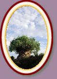 IMG_9428 * 2304 x 3456 * (1.09MB)