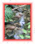 M0010680 * 1944 x 2592 * (1.79MB)
