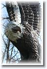 IMG_2496 * 2304 x 3456 * (4.46MB)